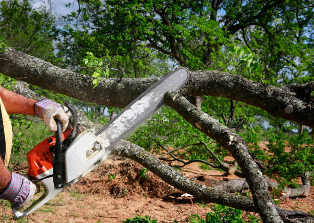 Best Storm Damage Tree Cleanup  in USA